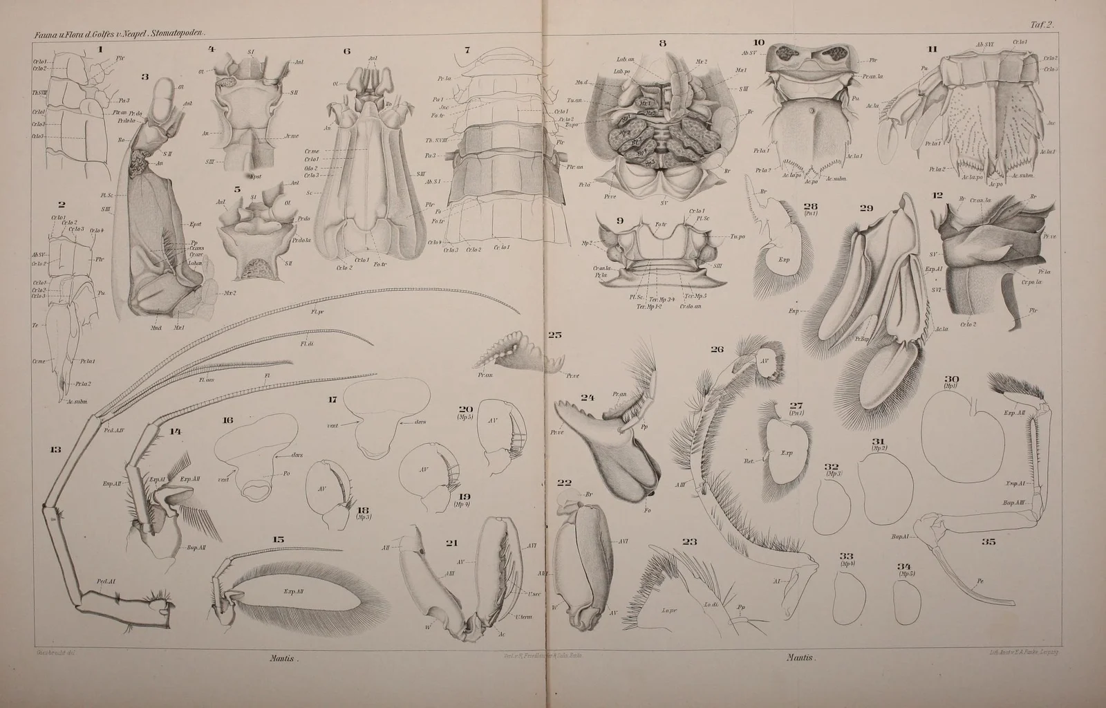 Wide 1910 black-and-white plate of numbered mantis shrimp anatomical drawings on yellowed paper