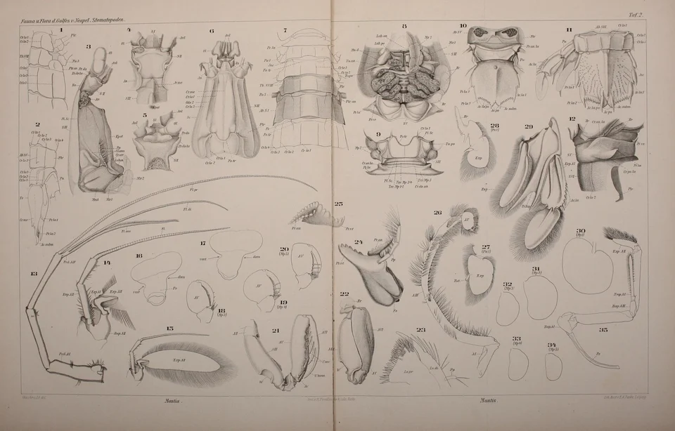 Wide 1910 black-and-white plate of numbered mantis shrimp anatomical drawings on yellowed paper