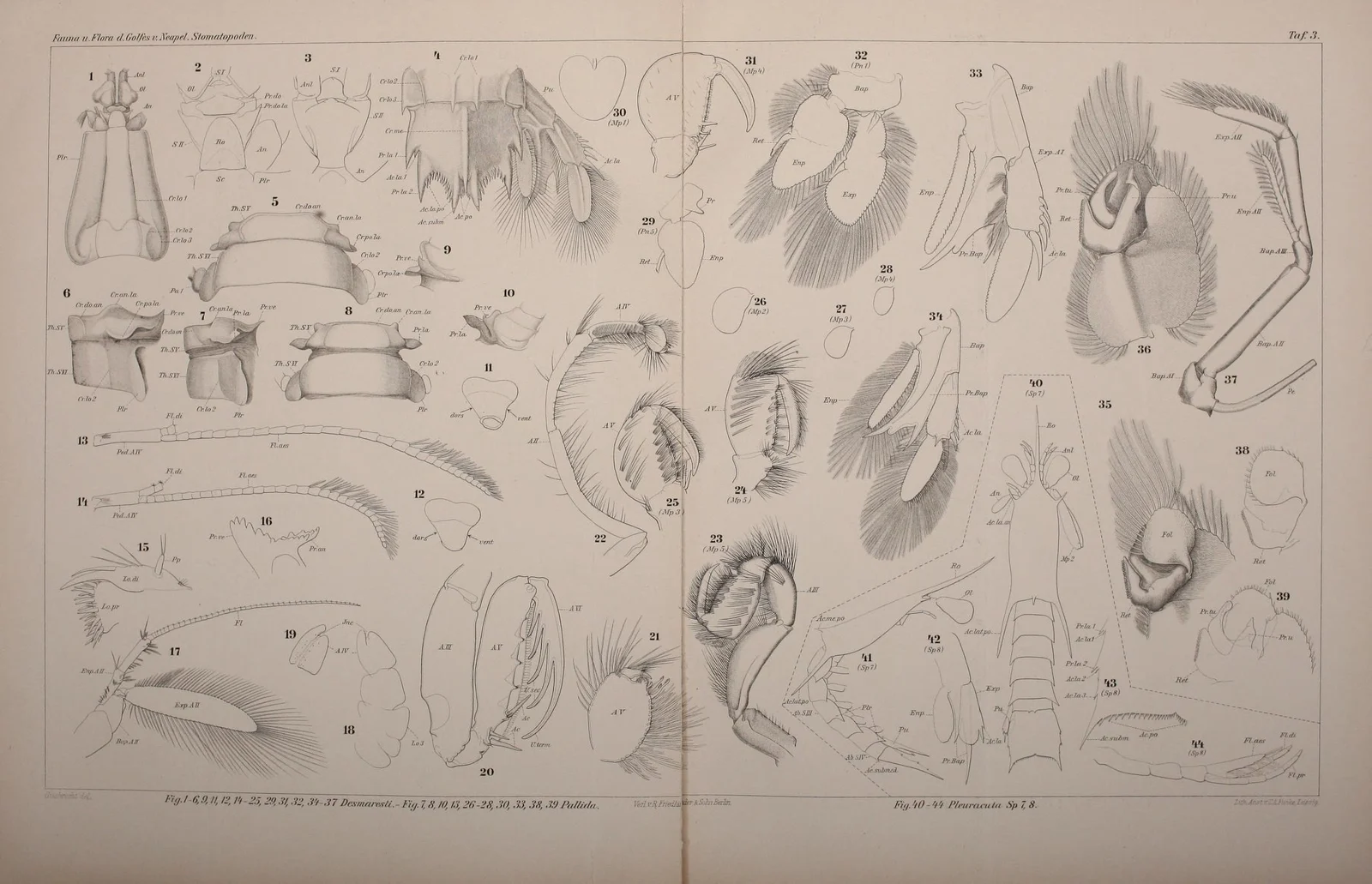 Wide antique black-and-white scientific plate containing many numbered mantis shrimp anatomical details