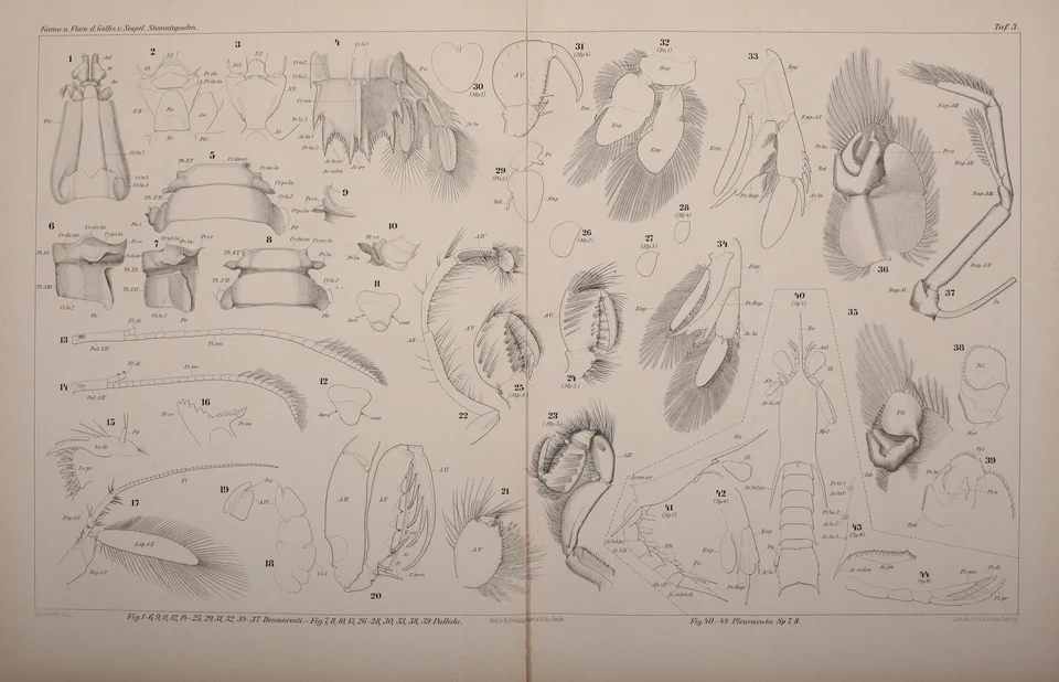Wide antique black-and-white scientific plate containing many numbered mantis shrimp anatomical details